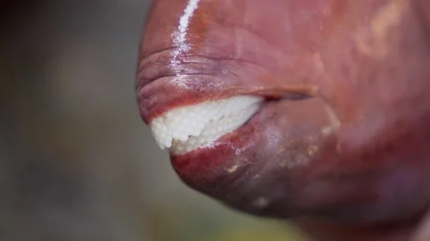 Extreme Close Up of Parrotfish Beak, Fish Teeth Macro Detail Stock Footage 335933242