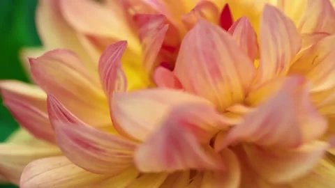 Extreme Close Up Peach and Yellow Dahlia Flower Petals Stock Footage 346729501