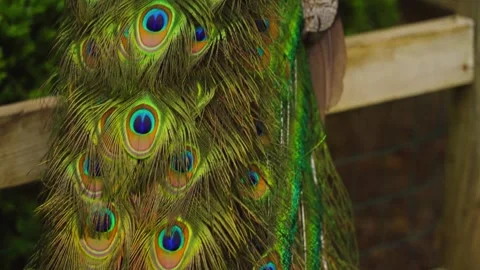 Extreme Close Up Peacock Tail Feather Eye Patterns Colors Stock Footage 335302214