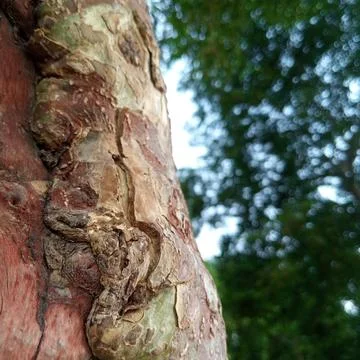 Extreme close up of peeling grey bark revealing smooth red wood surface Stock Photos