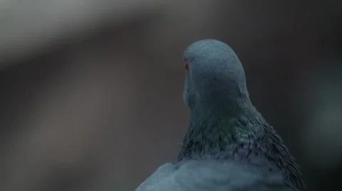Extreme close-up of Pigeon 2 Video stock 41417445