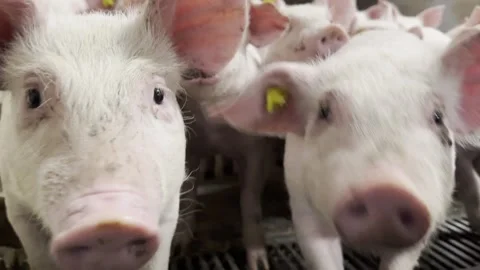 Extreme Close-Up of Piglets Noses Stock-Footage 335477722