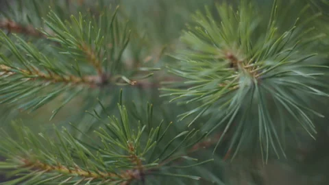 Extreme close up of the pine tree with its needles Stock Footage 338324583