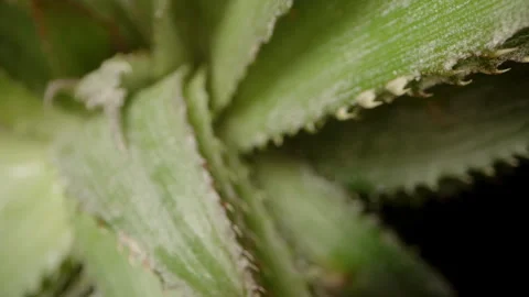 Extreme Close-Up of Pineapple Crown With Dolly Zoom Slider Movement Through 스톡 동영상 311885401