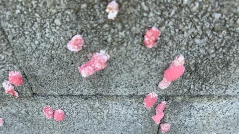 Extreme Close Up of Pink Apple Snail Egg Cluster Texture Video stock 342790531