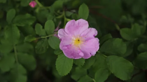 Extreme close up of pink flower spring summer nature green leaves 库存影片 156289814