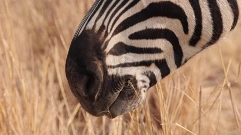 Extreme close up of Plains Zebra chewing dry grass Stock Footage 315653568