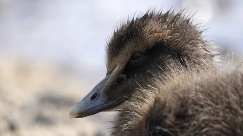 Extreme Close-Up Portrait of a Common Eider Duckling in Iceland Stock Footage 339636279