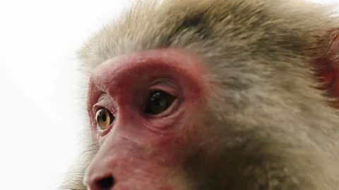 Extreme Close Portrait of Rhesus Macaque in Zhangjiajie Stock Footage 346799157