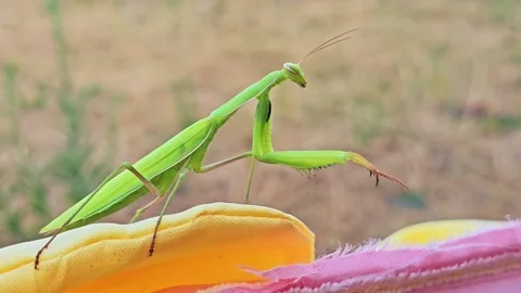 Extreme Close Up of Praying Mantis Face Video stock 344010269