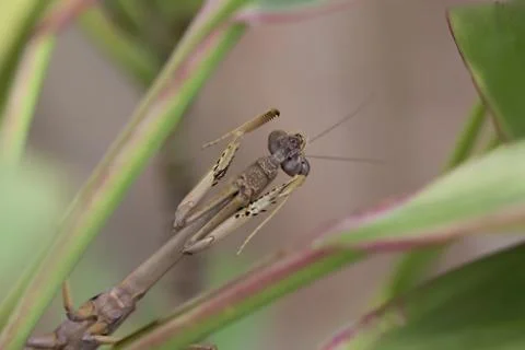 Extreme Close Up of Praying Mantis Insect Stock Photos
