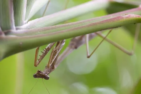 Extreme Close Up of Praying Mantis Insect Stock Photos