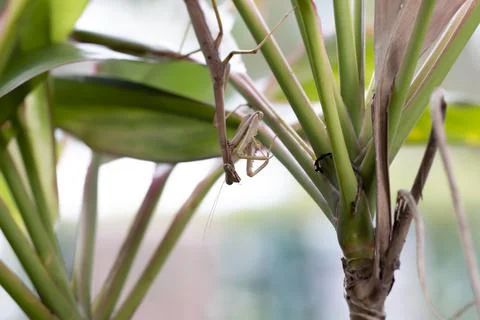 Extreme Close Up of Praying Mantis Insect Stock Photos