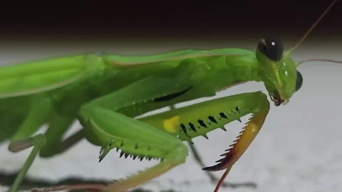 Extreme close up of praying mantis with large dark eyes at night 動画素材 342579151
