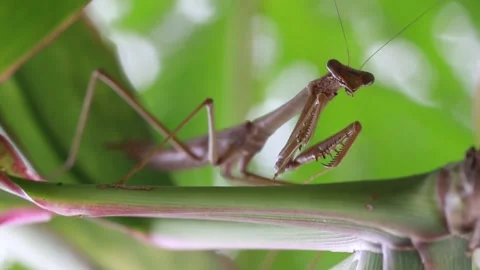 Extreme Close Up of Praying Mantis on Leaf Video stock 181705463