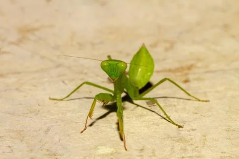 Extreme close up Praying Mantis or Mantis Religiosa Stock Photos