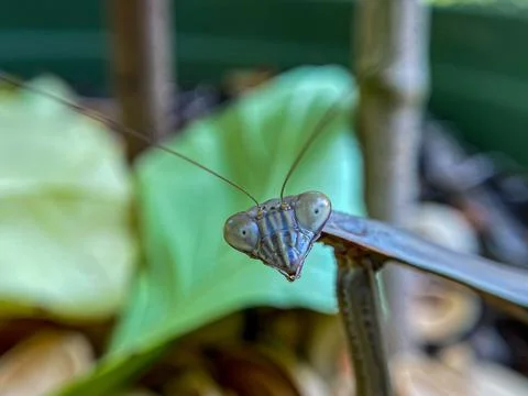 Extreme close up of preying mantis Stock Photos
