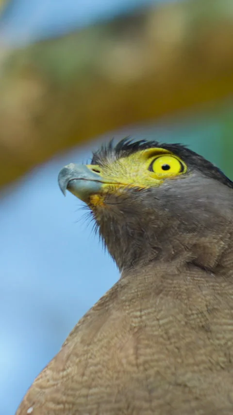 Extreme Close Up Profile Crested Serpent Eagle India Wildlife Stockbeeldmateriaal 344238272