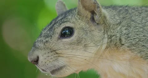 Extreme Close-Up Profile of a Grey Squirrel's Face in a Tree Stock Footage 320028158