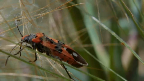 Extreme close up profile shot of small milkweed bug on skinny green grass Stock Footage 128536091