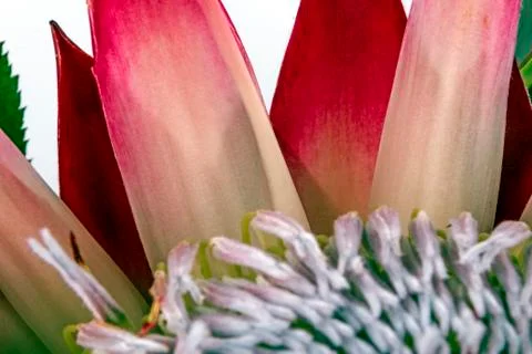 Extreme Close up of Protea Flower Patterns and Textures Foto stock