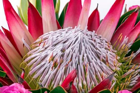 Extreme Close up of Protea Flower Patterns and Textures Stock Photos