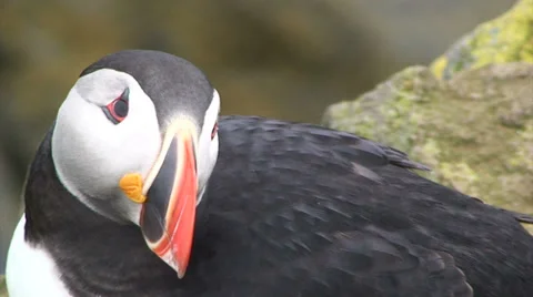 Extreme close up of puffin sitting on a cliff looking around Stock Footage 37298741