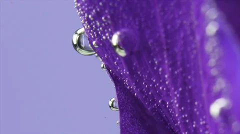 Extreme close up of a purple beautiful leaf with air bubbles isolated on a blue Stock Illustration