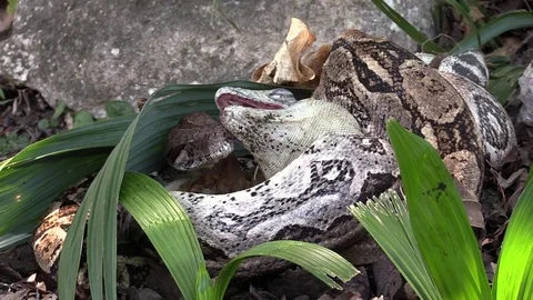 Extreme close up of a python eating an iguana whole. Video stock 75700238