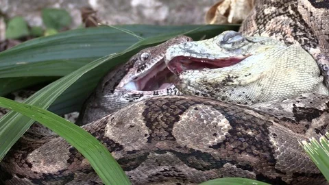 Extreme close up of a python eating an iguana whole. Video stock 75700240