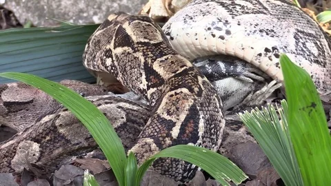 Extreme close up of a python eating an iguana whole. 스톡 동영상 75700245