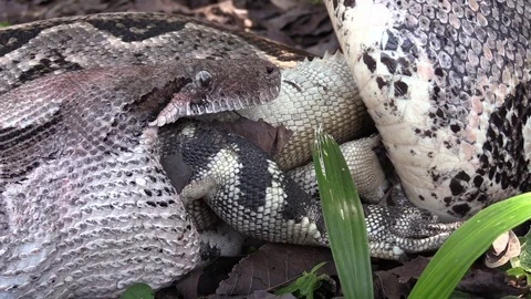 Extreme close up of a python eating an iguana whole. Video stock 75700248