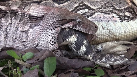 Extreme close up of a python eating an iguana whole. 스톡 동영상 75700249
