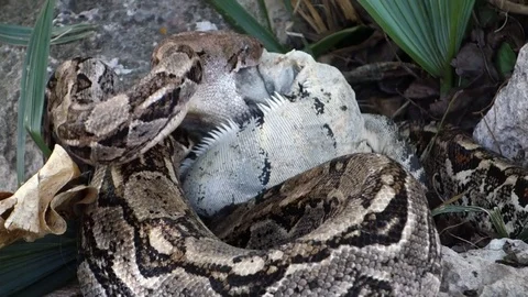 Extreme close up of a python eating an iguana whole. Video stock 75700252