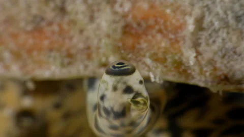 Extreme Close-Up of a Queen Conch’s Eye in the Caribbean Sea, Bonaire Stockbeeldmateriaal 307484481