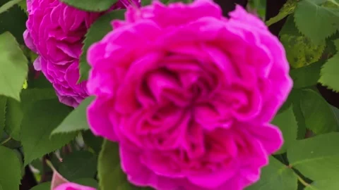 Extreme close-up rack focus of a beautiful pink rose. Stock-Footage 336508384