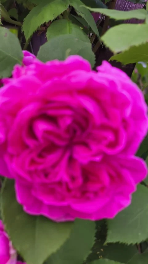 Extreme close-up rack focus of a beautiful pink rose. Stock Footage 336508488