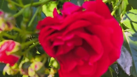 Extreme close-up rack focus of a beautiful red rose. Stock-Footage 336666788