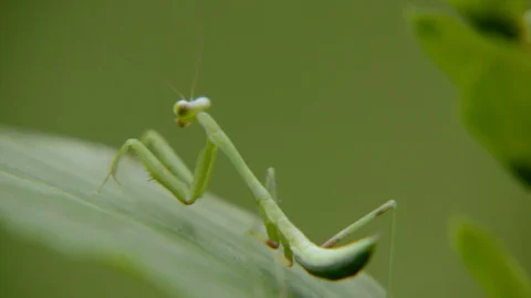 Extreme Close Up Rack Focus of Green Grasshopper in forest. Macro shot. Stock Footage 121079414