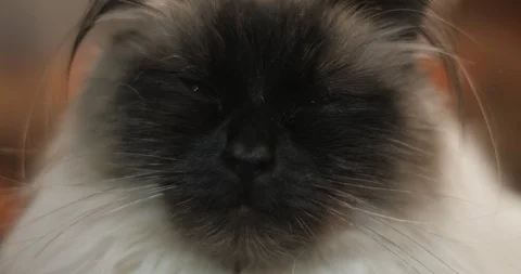 Extreme Close Up of Ragdoll Cat With Blue Eyes Falling Asleep Видео 86338723