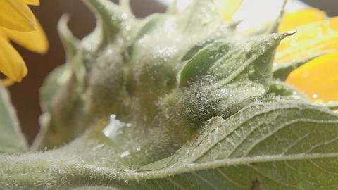 EXTREME CLOSE UP RAINDROPS FALLING IN A SUNFLOWER Stock Footage 107302940