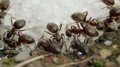Extreme close-up of a red ant eating sugar crumbs in summer day, macro Stock-Footage 131116892
