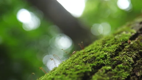 Extreme Close-up of Red Ant Vídeo Stock 157668489