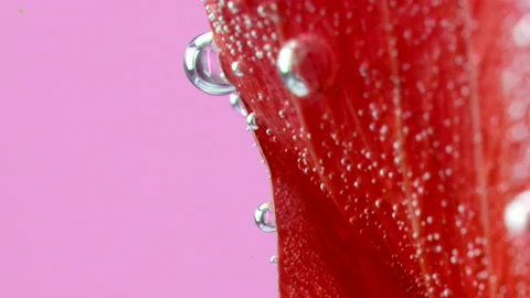 Extreme close up of a red delicate flower with air bubbles isolated on a pink 動画素材 194016672