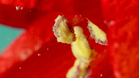 Extreme close up of a red delicate flower with air bubbles isolated on a blue 動画素材 194017106