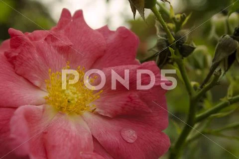 Extreme Close up of a Red Flower with backgorund out of focus Stock Photos