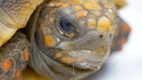 Extreme close up red footed tortoise looks at camera on white Stock Footage 91827103