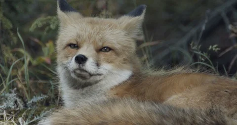 Extreme close up of a Red Fox Stock Footage 114714238