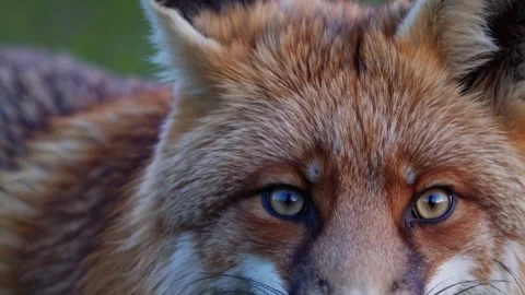 Extreme Close-Up of a Red Fox Staring Into the Camera Stock Footage 313813811