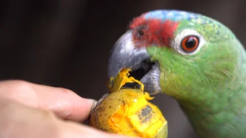 Extreme Close Up of Red-lored Amazon Parrot Eye and Beak. Friendly Exotic Stock Footage 117352448
